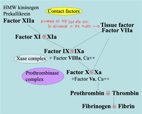 Lecture Hemostasis And Bleeding Flashcards Quizlet