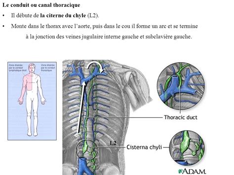 Le Système Lymphatique LAPPAREIL CIRCULATOIRE Le système cardio