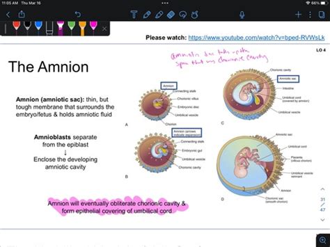 Fertilization And Implantation Flashcards Quizlet