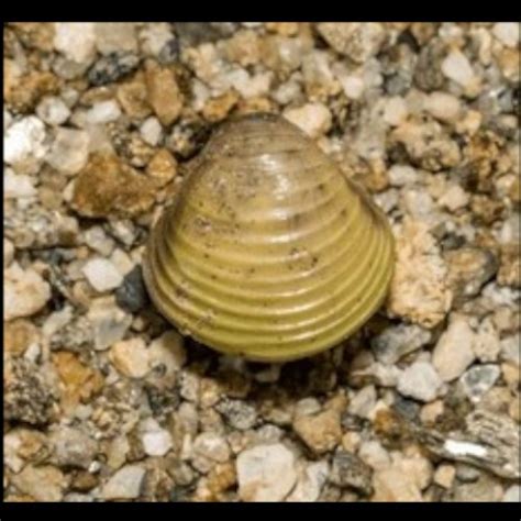 Golden Freshwater Clam ***NEW*** - Aquatics To Your Door