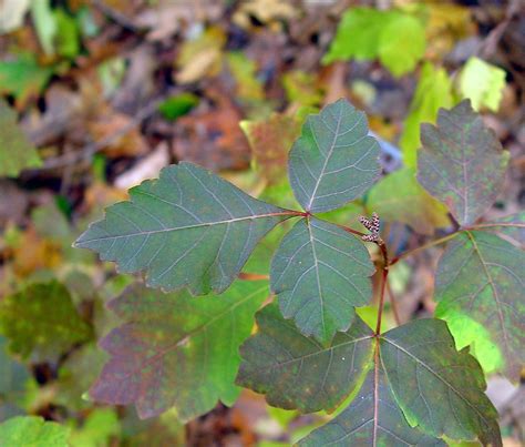 Genus: Rhus (sumac): Go Botany