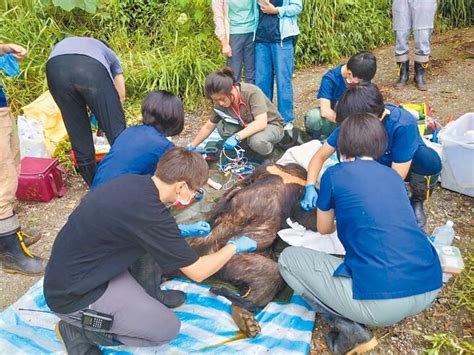 通報有獎 台東部落巡護助黑熊脫困 地方新聞 中國時報