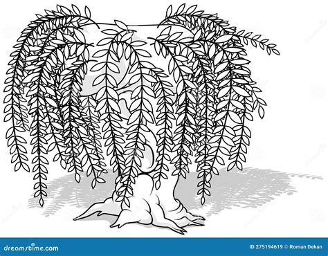 Drawing of a Willow Tree with Long Twigs with Leaves Stock Vector ...