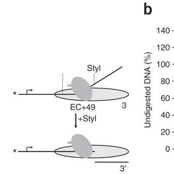 Structures Of The Key Intermediates Formed During Transcription Through