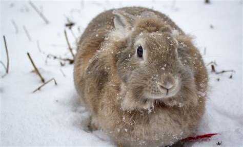 Will My Rabbits Be Ok Outside In The Winter Omlet Blog Us