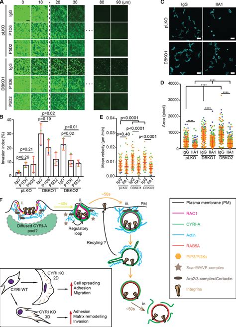 Integrins Are Important For Cyri Dbko Cell Invasion A And B