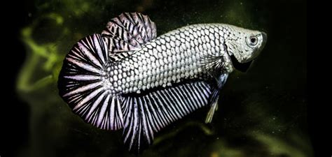 What Is A Dragon Scale Betta About Betta Fish Just Fish Things