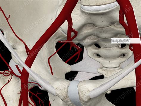 Superior Gluteal Artery | Complete Anatomy