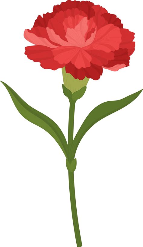 Red Carnation Flower Hand Drawn Illustration Png