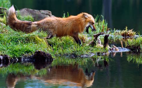 Wallpaper : water, nature, reflection, grass, wildlife, fur, Zoo, baby ...