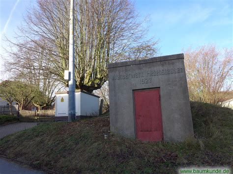 Geleitete Linden Im Pfarrgarten Berge Neu Eichenberg