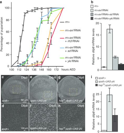 Yki Regulates Dilp8 Expression Independently Of JNK Signalling A