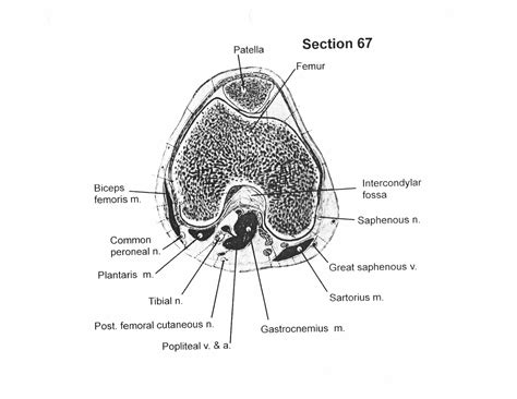 Cross Sectional Human Anatomy