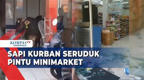 Sapi Kurban Terlepas Dan Kabur Seruduk Pintu Hingga Masuk Minimarket