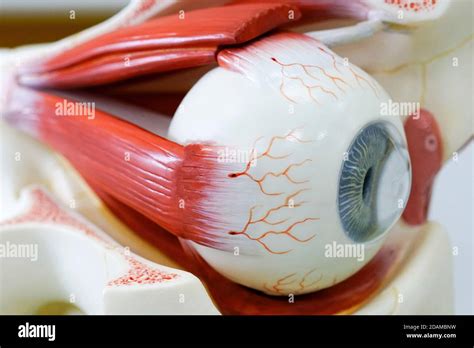 Human Eye Anatomy Model Stock Photo Alamy