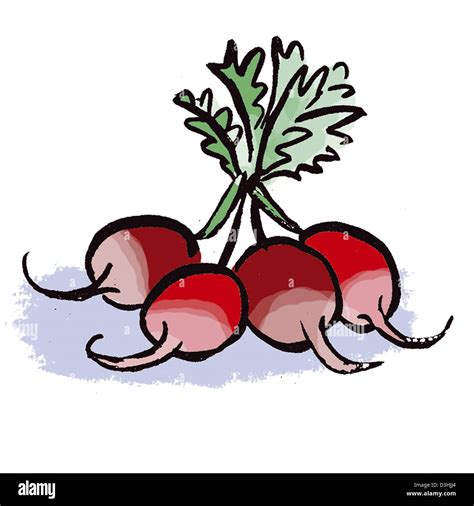 Radish Drawing Stock Photo Alamy