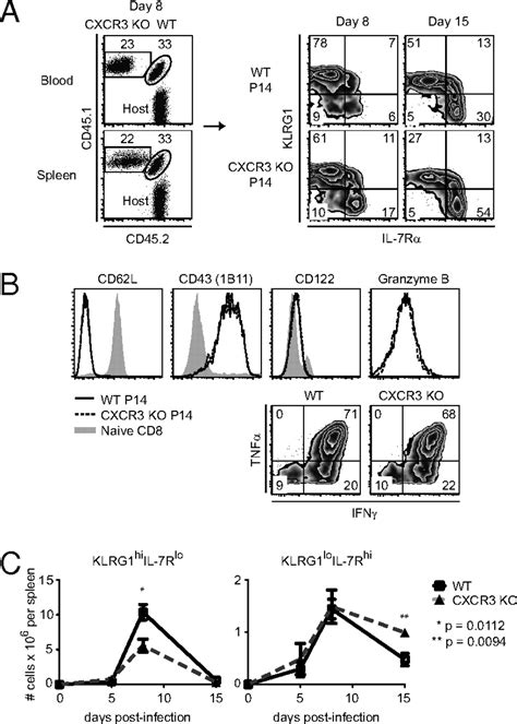 Expression Of Chemokine Receptor Cxcr3 On T Cells Affects The Balance