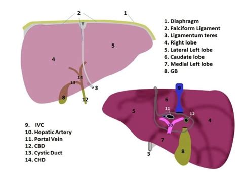 Liver Anatomy Physiology Flashcards Quizlet