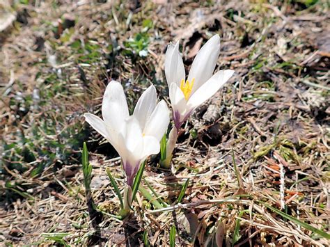 Krokus Fotos Hikr Org