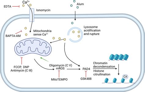 Frontiers Roles Of Mitochondria In Neutrophils