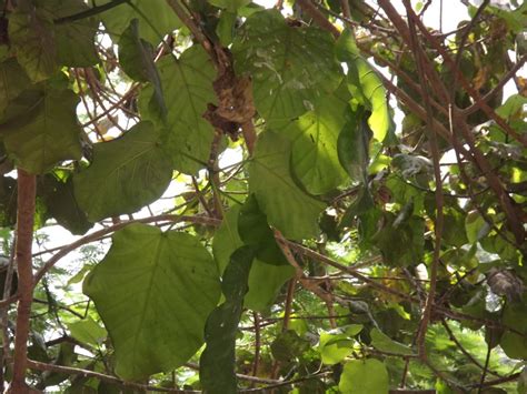 Ficus Platyphylla Images Useful Tropical Plants