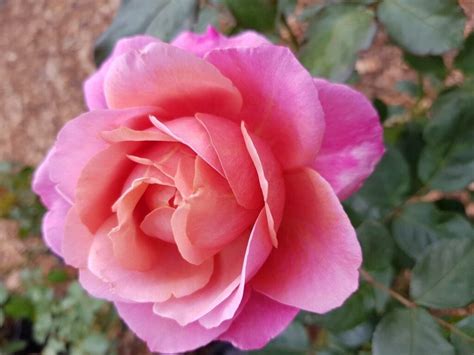 Rose Grandmas 3ft Standard Hello Hello Plants