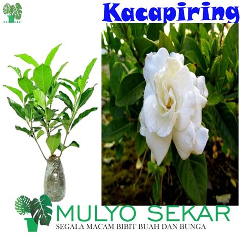 Jual Tanaman Hias Bunga Kacapiring Cepiring Kaca Piring Wangi Putih