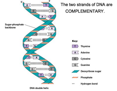 Biology Lecture The Structure And Function Of Dna Flashcards Quizlet