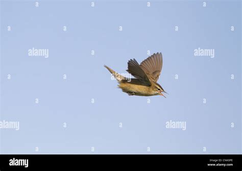 Sedge Warbler Acrocephalus Schoenobaenus Adult In Song Flight