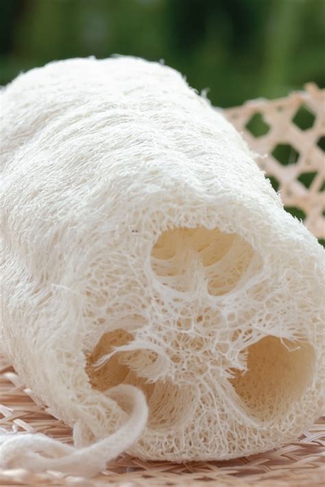 Tips For Growing Loofahs Luffas For Sponges Garden Layout Vegetable