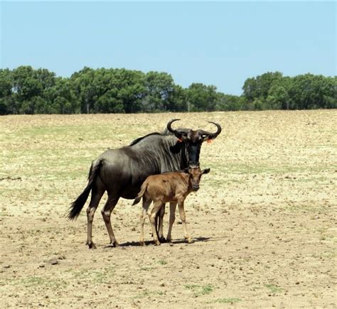 1camera1mom: Buffelsfontein Game Reserve - Part 1