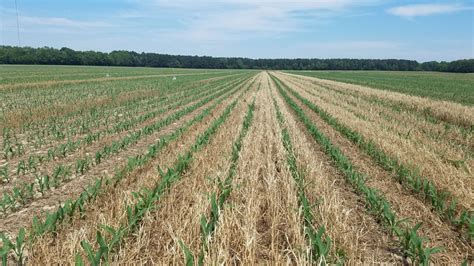 Starter Nitrogen Fertilizer For Corn Delaware Agronomy Blog