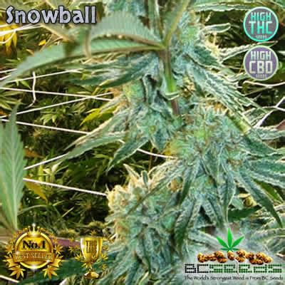 Snowball Strain | BC seeds | Famous Canadian Snowball Strain On Sale