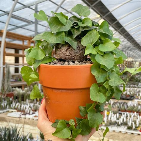 Dioscorea Elephantipes Giromagi Cactus And Succulents