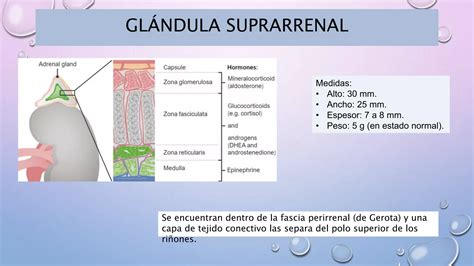 Anatom A Retroperitoneo Y Ri On Ppt Pptx