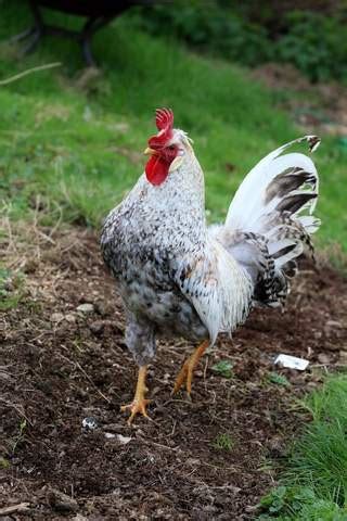 Legbar For Sale Chickens Breed Information Omlet