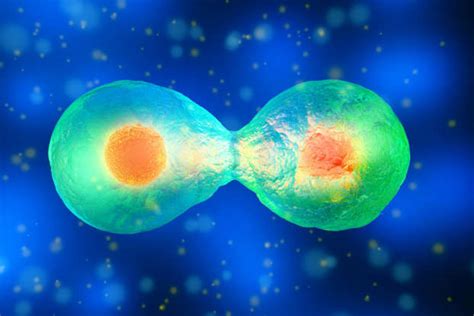 Hallan Una Curiosa Característica De Los Elefantes Que Podría Ser Clave