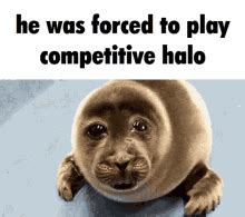 Halo Halo Infinite GIF - Halo Halo Infinite Competitive - Discover ...