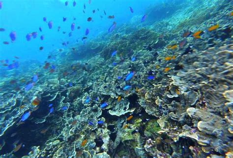 Cebu Moalboal Sardines Run Snorkel Kawasan Canyoneering Getyourguide