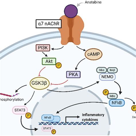 Anatabine Acts As An Agonist Of Nachr Which Activates Pi K Akt And