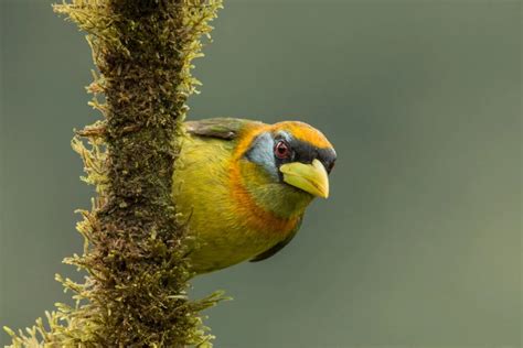 Mashpi Lodge Potencia El Turismo De Aves