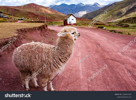 Alpaca Andes Mountains Andean Longest Continental Stock Photo