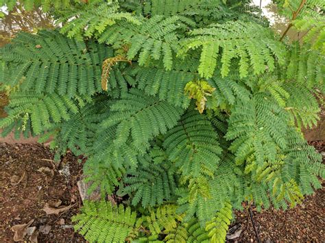 Huaje (Leucaena leucocephala)