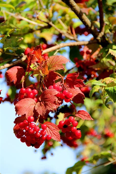 Red Viburnum Berries Two Stock Photo Image Of Viburnum