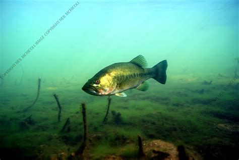 Freshwater Fish Photographs: Bass