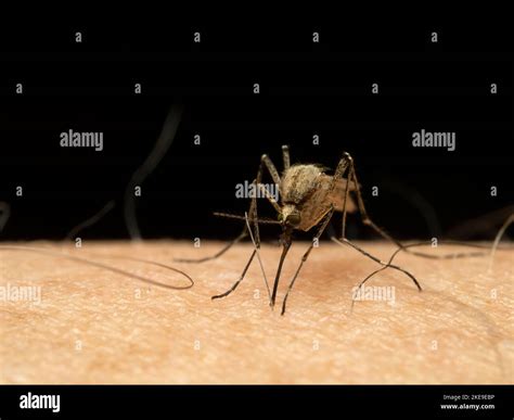 Close Up Front View Of A Female Coastal Mosquito Aedes Dorsalis On A