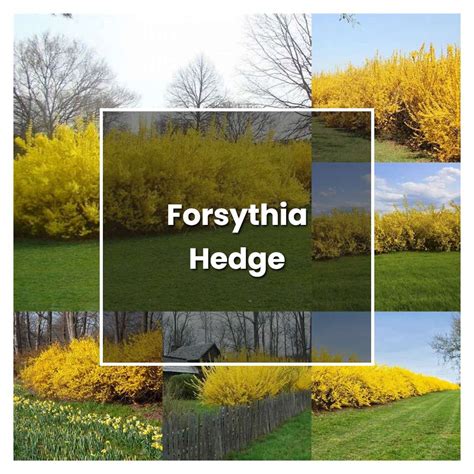 How to Grow Forsythia Hedge - Plant Care & Tips | NorwichGardener