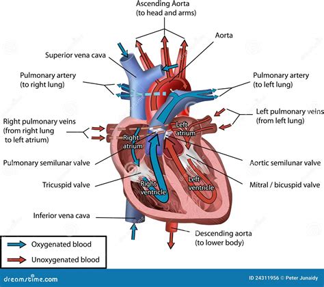 Human Heart Blood Flow Royalty Free Stock Image - Image: 24311956