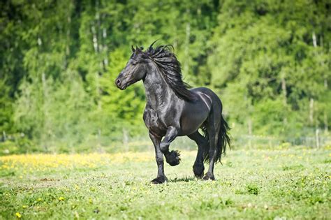 Friesian Horse Breed Guide: Characteristics, Health & Nutrition | Mad Barn