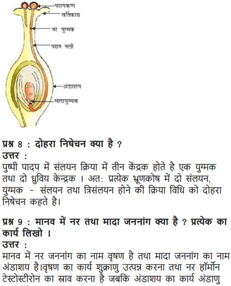 Ncert Solutions For Class 10 Science Chapter 8 How Do Organisms